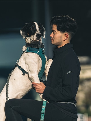 Dog standing on mans knee