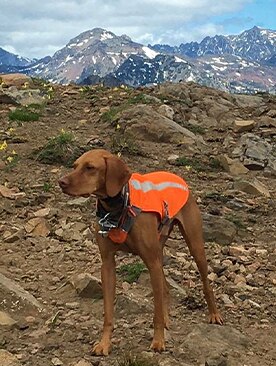 A Vizsla in the mountains wearing a jacket