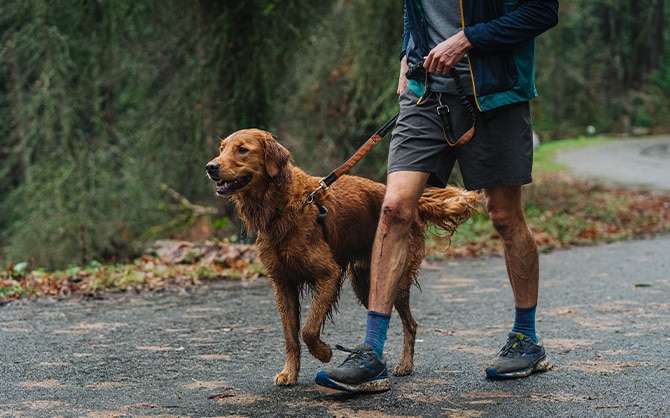 Dog post run walking with his owner