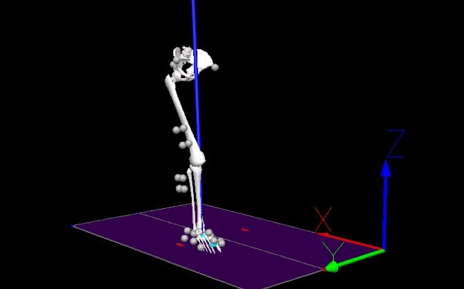 A 3D model of a leg