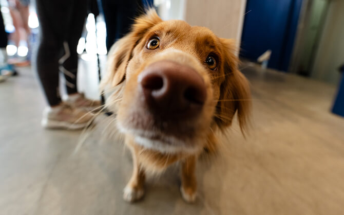 Een blije hond kijkt nieuwsgierig vooruit