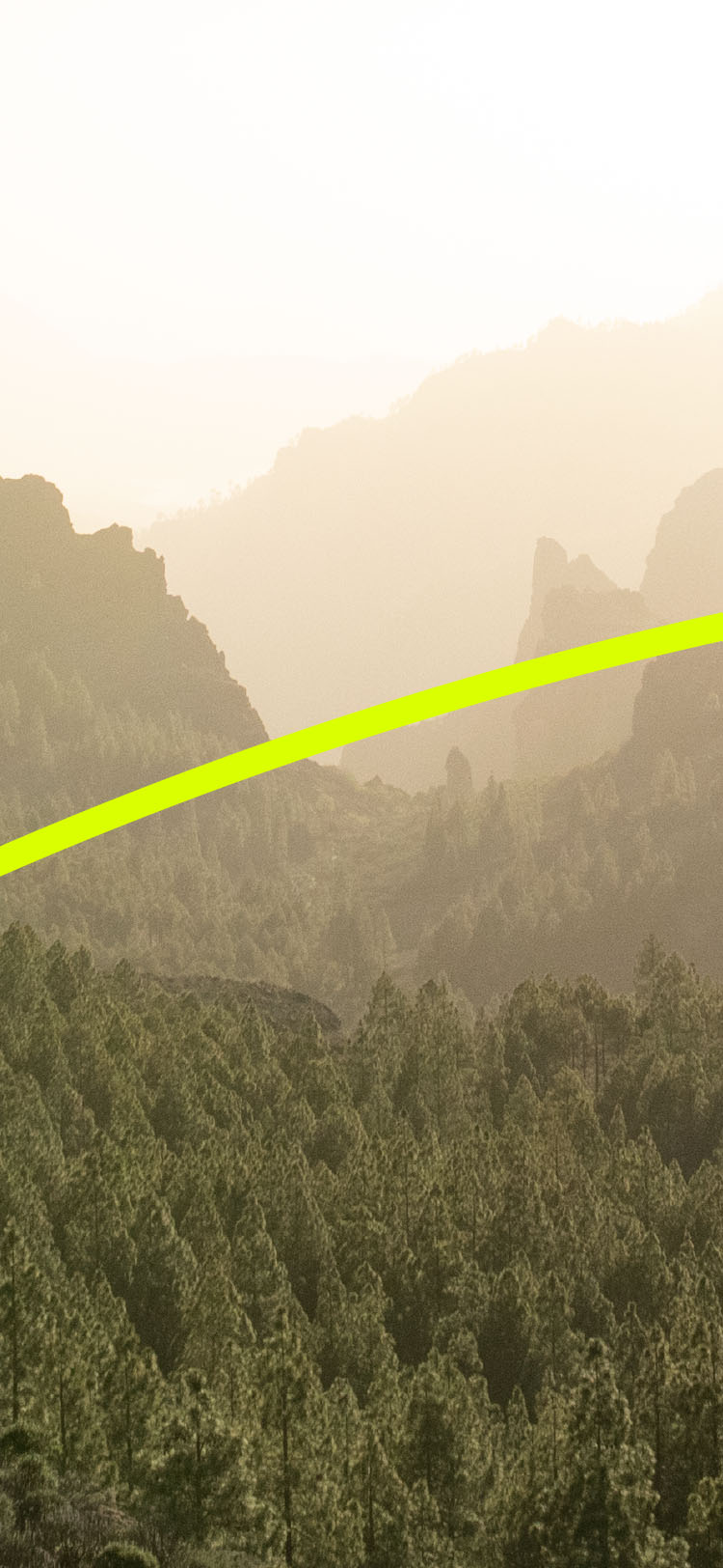 A forest with rolling hills